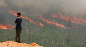 Brandrodungen zur "Landgewinnung" gefährden Menschen und Umwelt
